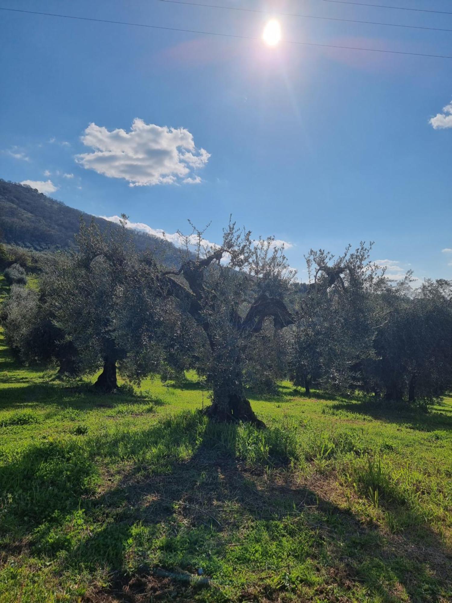 Casale Dei Priori Bed and Breakfast Rocca Massima Esterno foto